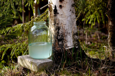 В лесничествах Минского лесхоза можно приобретать березовый сок