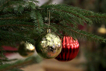 23 декабря Заславское лесничество начнёт реализацию новогодних деревьев